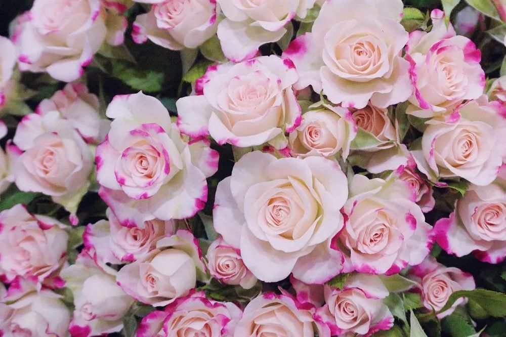 花店必备的5款玫瑰,花店常用的10款玫瑰花是哪些品种