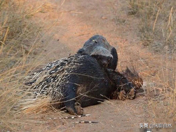 唯一能和狮子抗衡的动物,唯一敢和狮子正面硬刚的动物
