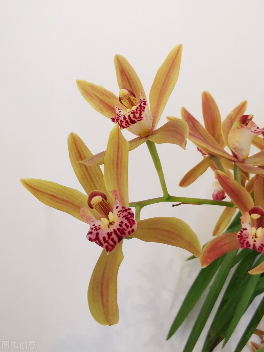 兰花的花苞怎么养才会长大,兰花出花苞怎样养