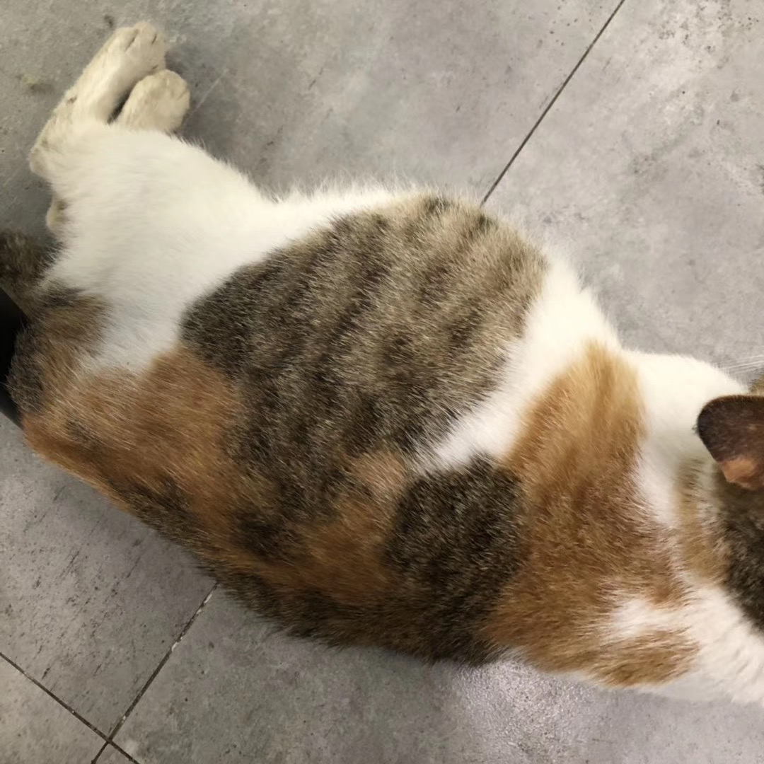 猫咪没做绝育手术怀孕难产怎么办？能提前预防难产吗？