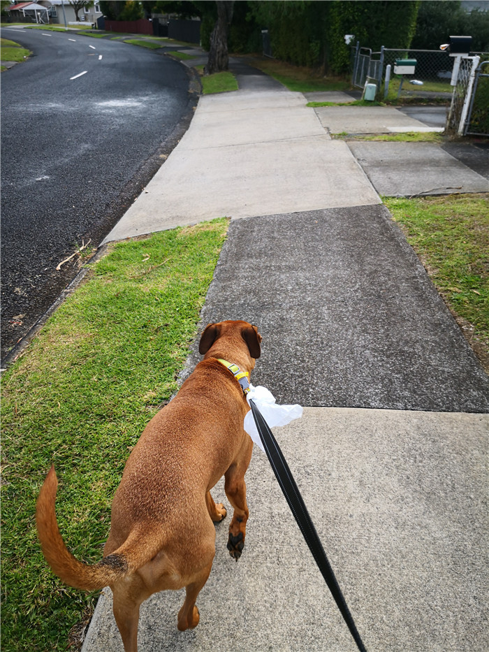 新西兰居住时间,新西兰居家办公
