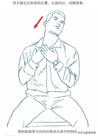 胸锁乳突肌和斜角肌手法松解详解,胸锁乳突肌的运动解剖解析