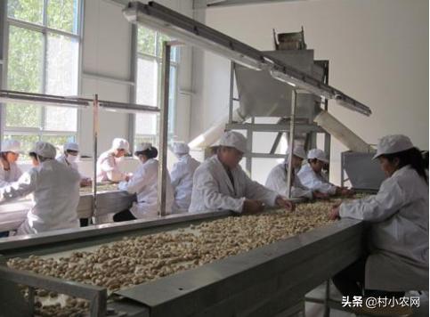 农村创业致富项目养殖种植项目,农村创业搞养殖干什么最好