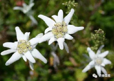 日本国花是什么花啊,全世界各国的国花是什么花