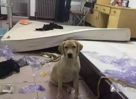 这5种狗狗可谓是拆家王,什么狗狗好养不掉毛不拆家