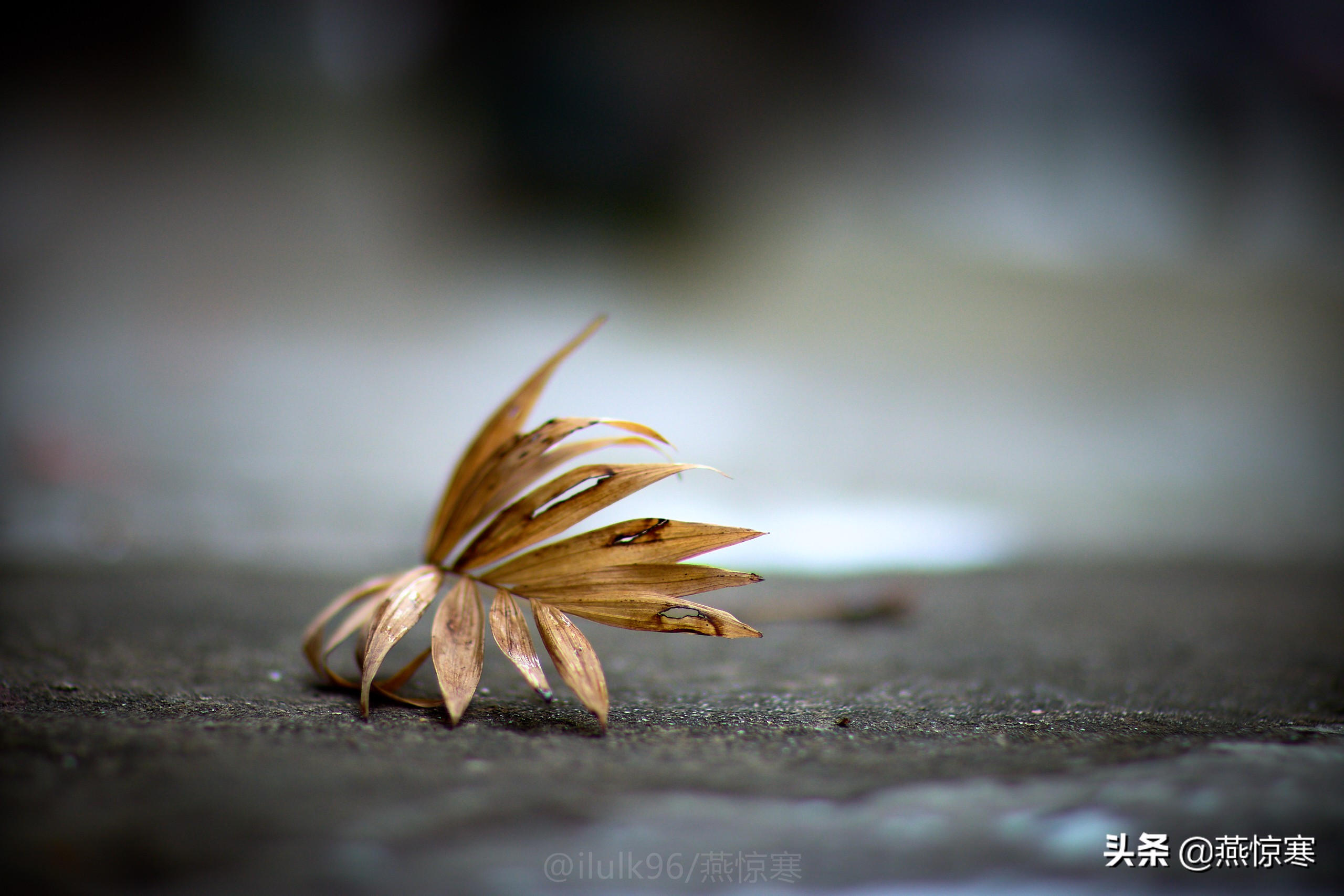 佳能rf24-702.8镜头,推荐几款佳能相机和镜头