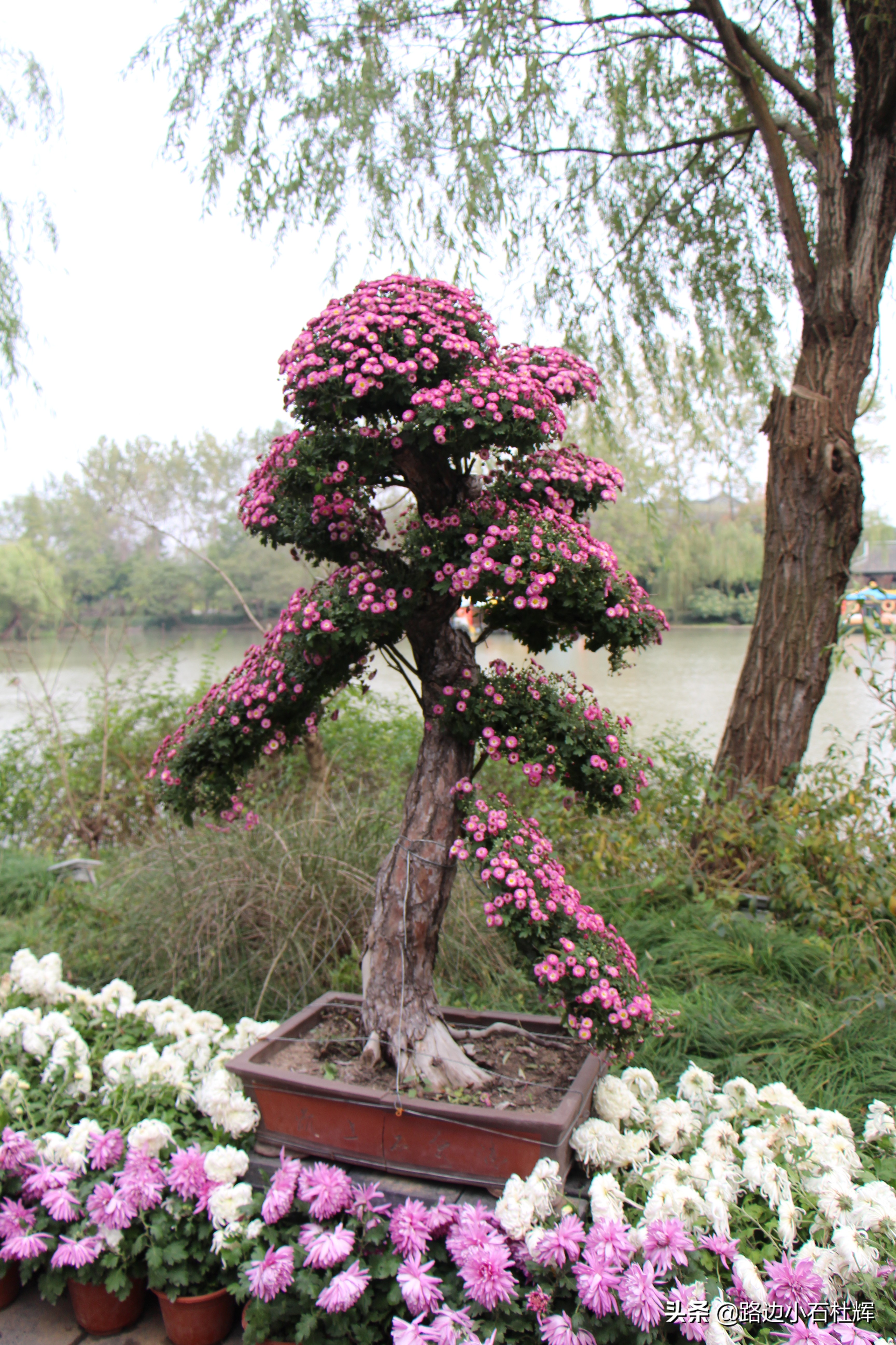 扬州瘦西湖之行,扬州瘦西湖游一圈