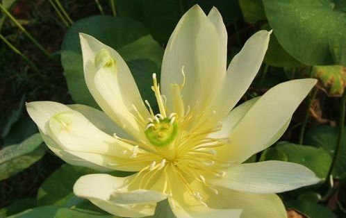 今天分享几十种荷花品种图鉴,荷花品种大全及名称图片