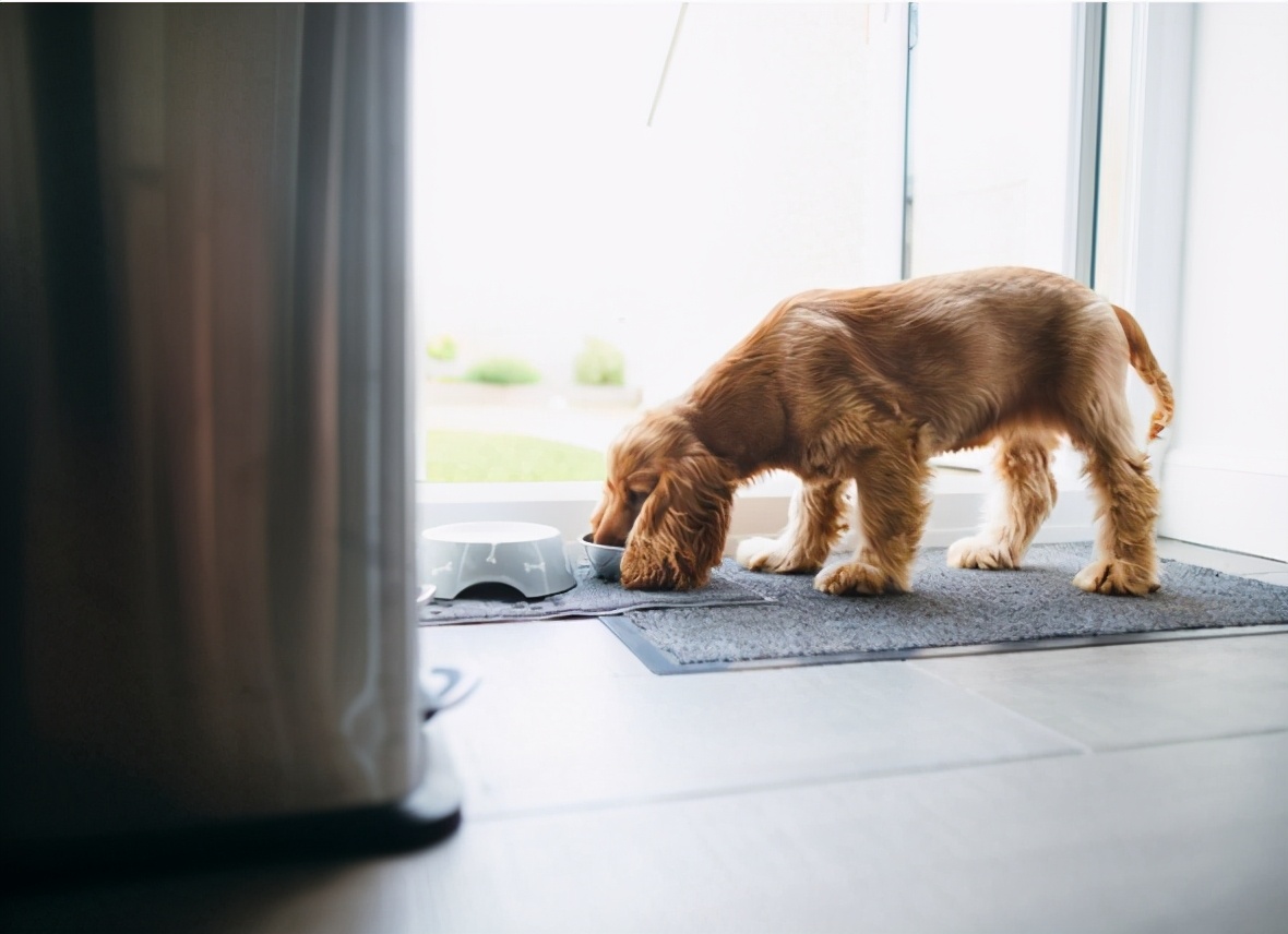 狗可以吃猫粮吗正确答案,狗可以吃猫粮吗