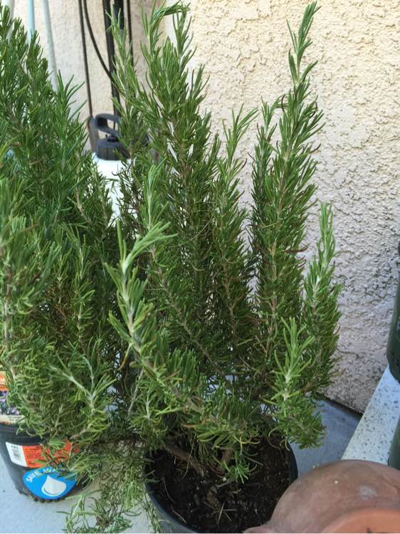 迷迭香叶子干枯养不好，巧用3招起死回生，枝繁叶茂