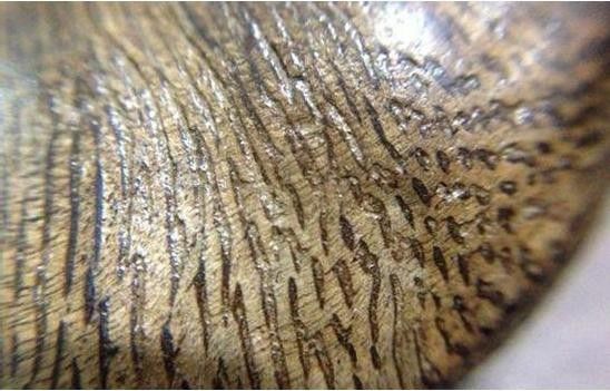 沉香入门知识大全书,各类沉香玩法的入门大全