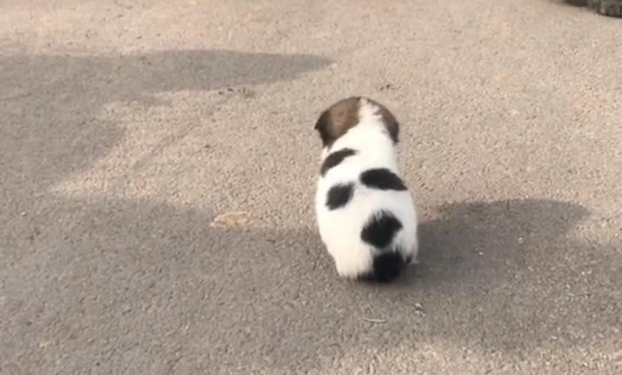 吉娃娃犬生小狗,吉娃娃犬刚生下来是什么样子