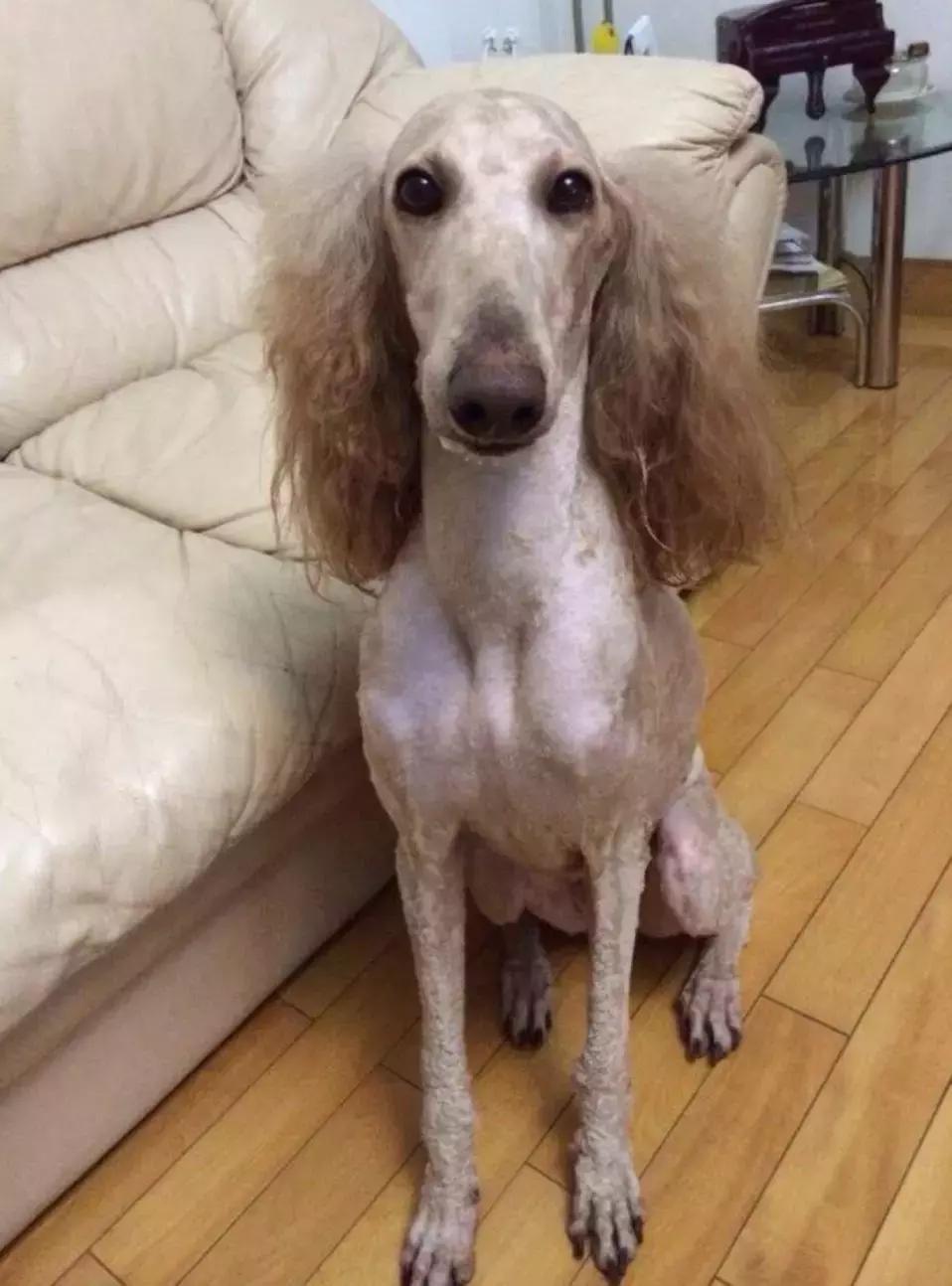 过年期间理发店安全吗,过年前千万别烫头