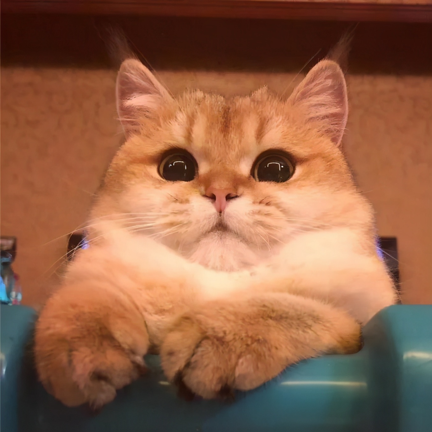 霸气又蠢萌的宠物猫名字 (好听的宠物猫名字大全)