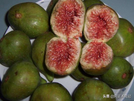 无花果适合家里养,无花果家养讲究