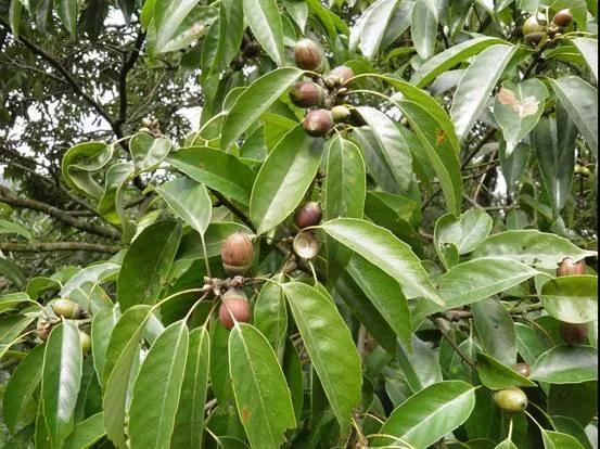 青冈树木材很硬么,青冈是什么材质