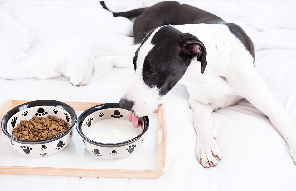 狗狗长不胖什么原因,狗狗长不胖补充维生素