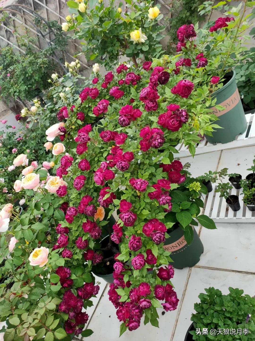 月季花是时候展现真正的技术了 (开春的第一波月季花就这么过去了)