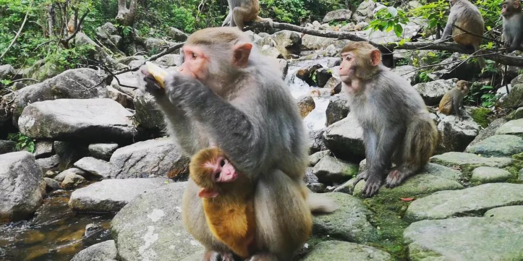 贺州姑婆山景区国家森林公园,贺州姑婆山森林公园路线