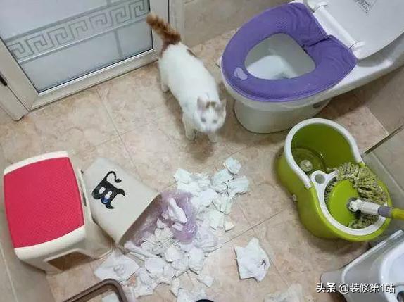 养猫咪怎么样才可以当铲屎官,新手养猫如何布置猫咪的房间