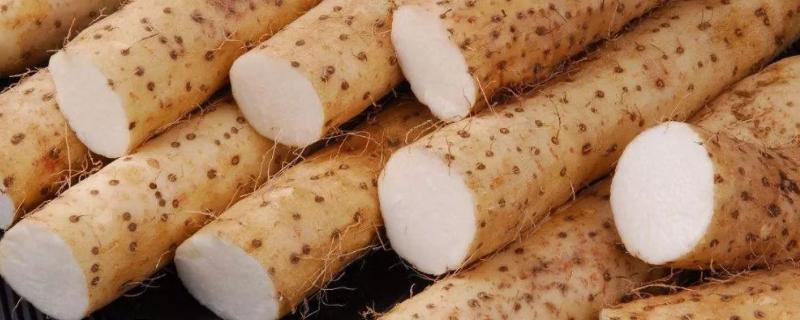 怎样种植横向生长的山药,白玉山药的生长环境