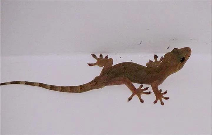 壁虎救壁虎,壁虎和壁虎