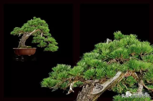 玩盆景必备栽种知识,观赏盆景的意境