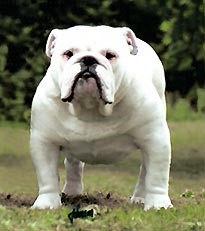 这几种高颜值狗狗你认识哪些,盘点最靠谱的狗狗看看你知道几种