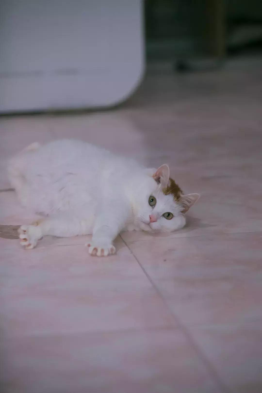 猫猫后腿瘫痪能自愈吗,猫猫后腿突然瘫痪了