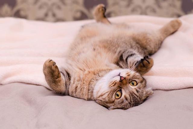 为什么狗狗会对猫很好,狗狗养猫的好处和坏处