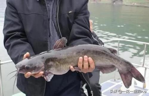 和河豚并称的珍品，干制鱼肚市场热抢，会是下一个养殖风口吗？