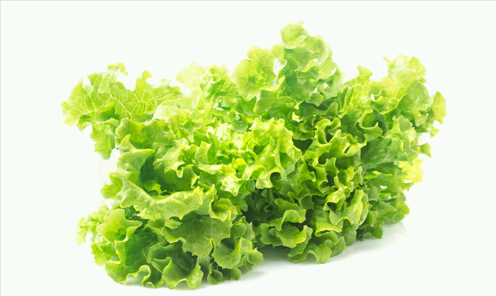 生菜的种植时间和种植方法,生菜的种植技巧和种植时间