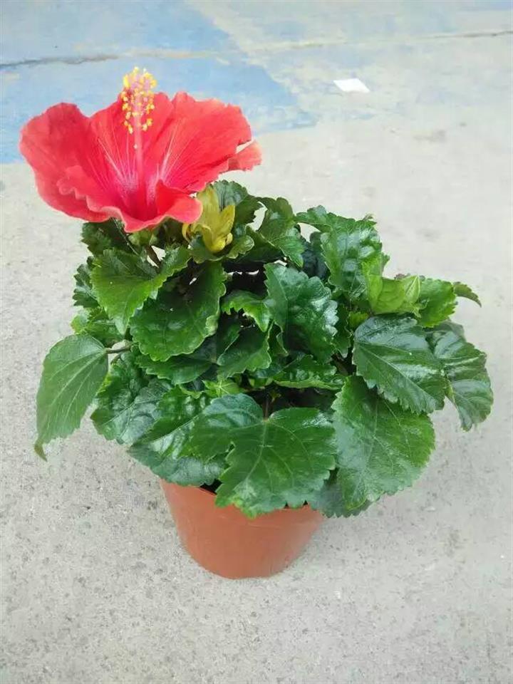 植物肥害叶片症状图片,植物肥害多久才能好转