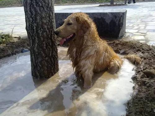 小时候萌长大了帅的狗狗,小时候萌的狗狗