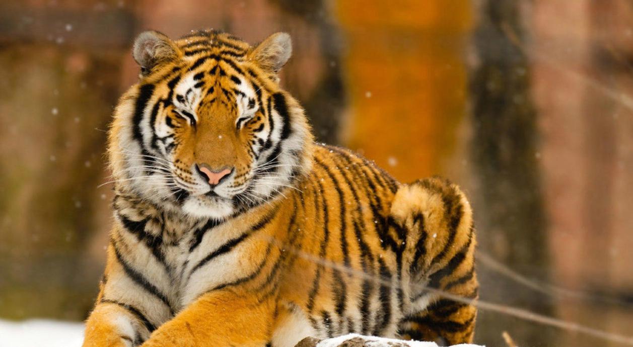 2019年黑龙江有多少种珍稀动物,黑龙江省国家一级保护动物名录