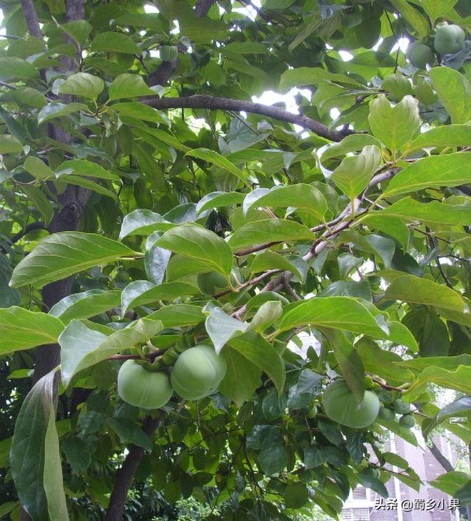 柿子的特征和营养价值,柿子结果要注意什么