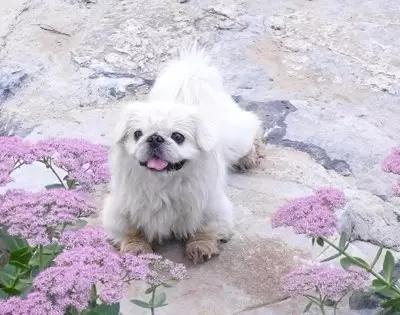 各种狗狗身价排名,各种狗的待遇对照表