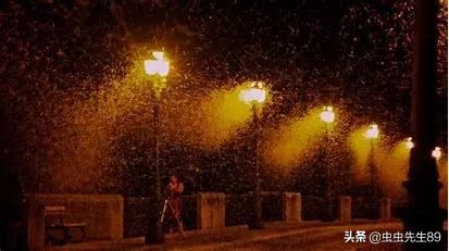 昆虫为什么会被灯吸引,吸引昆虫的灯光