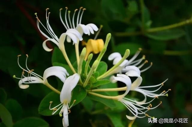 适合阳台种植的爬藤植物都有哪些,家庭阳台种什么爬藤植物比较好