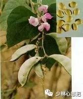 动物中药功效大全,中药药材大全及功效