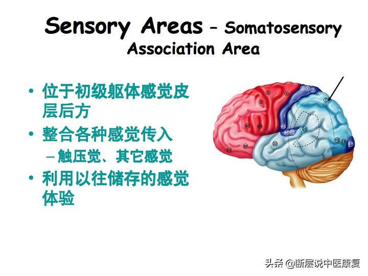 中枢神经系统断层解剖讲解,中枢神经3d解剖动画