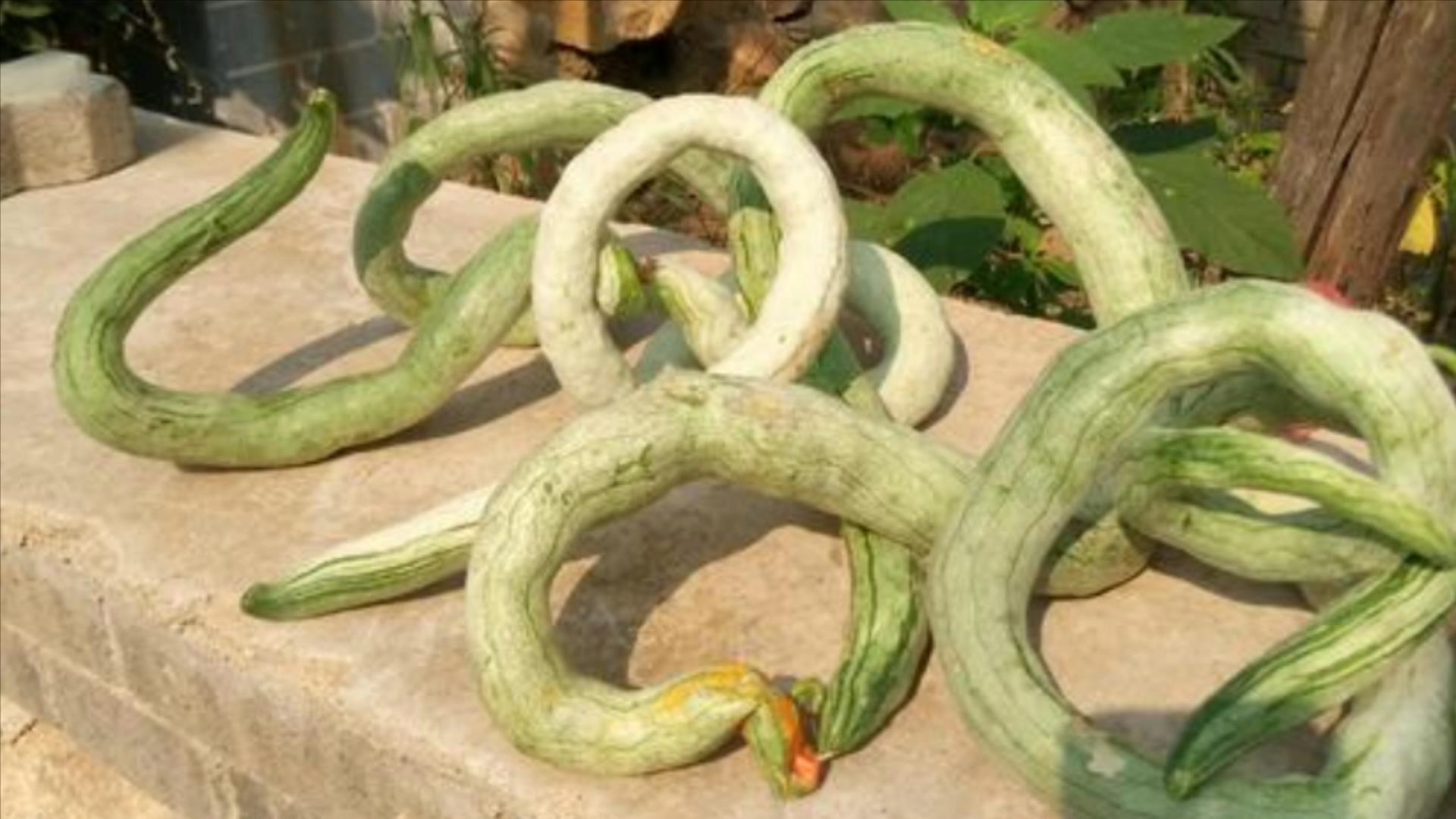 9种蔬菜不打药,不打农药的蔬菜含钾吗