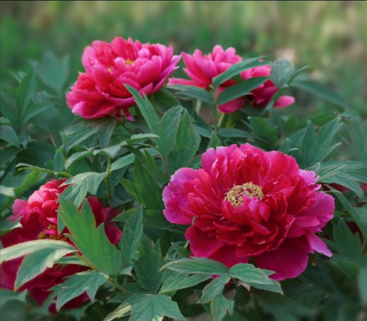 牡丹为什么被奉为中国“国花”它有哪些与众不同的优势？