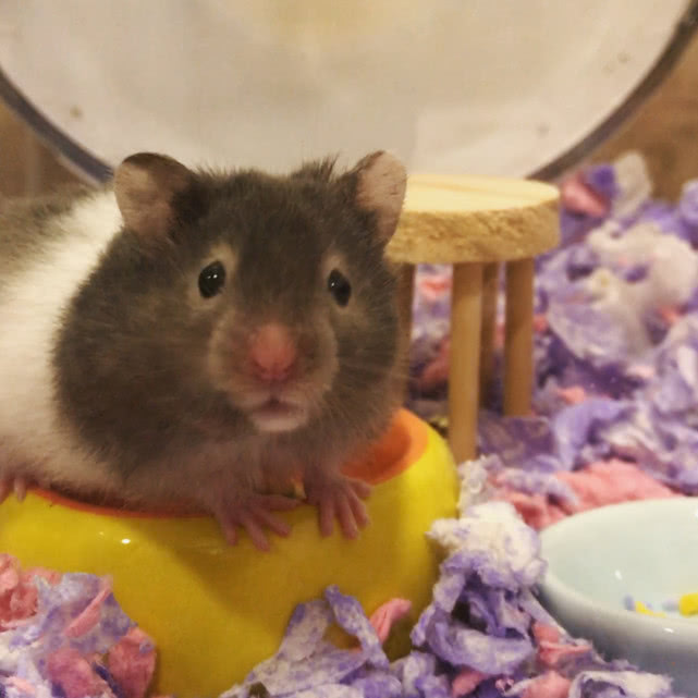 仓鼠越狱怎么办,仓鼠越狱怎么治