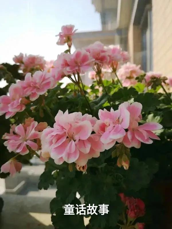 阳台天竺葵容易爆花品种,天竺葵最能开花的品种