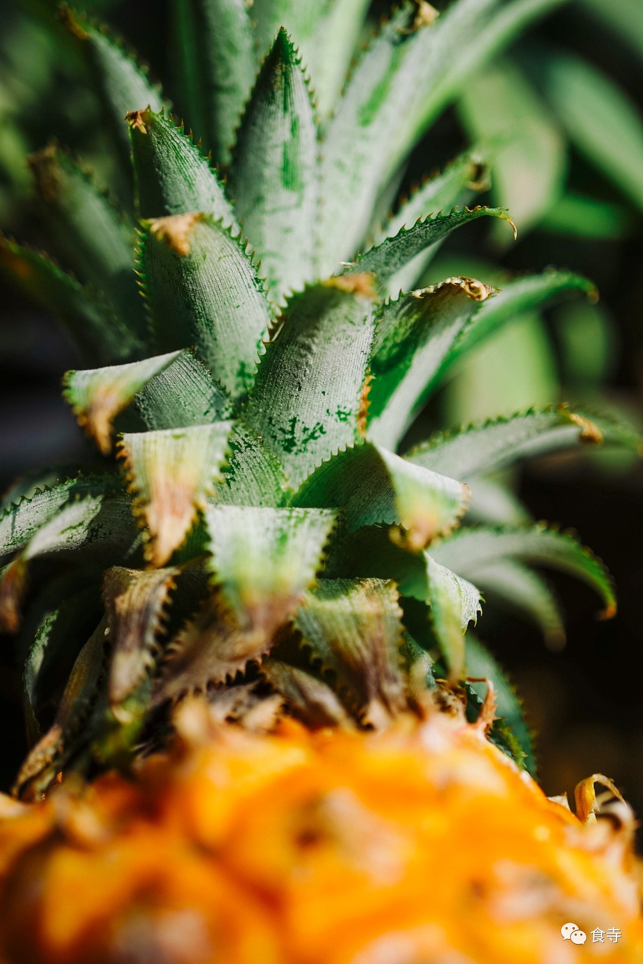 ​我是怎么用一个菠萝度过一天的？