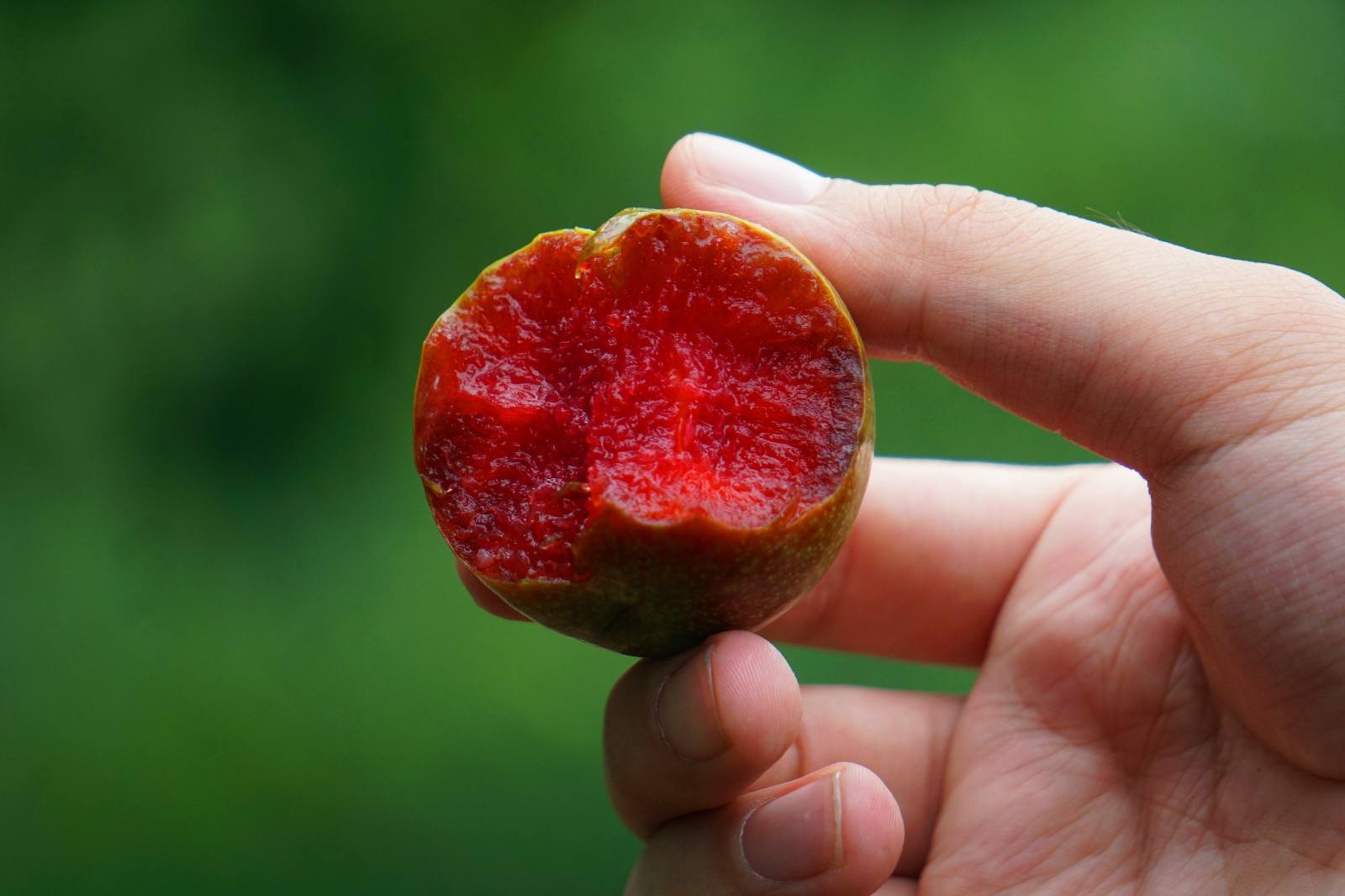 翁源三华李口感,三华李甜