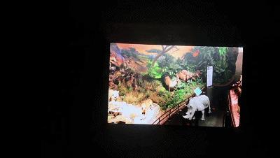 青岛贝林自然博物馆,青岛贝林博物馆门票优惠政策