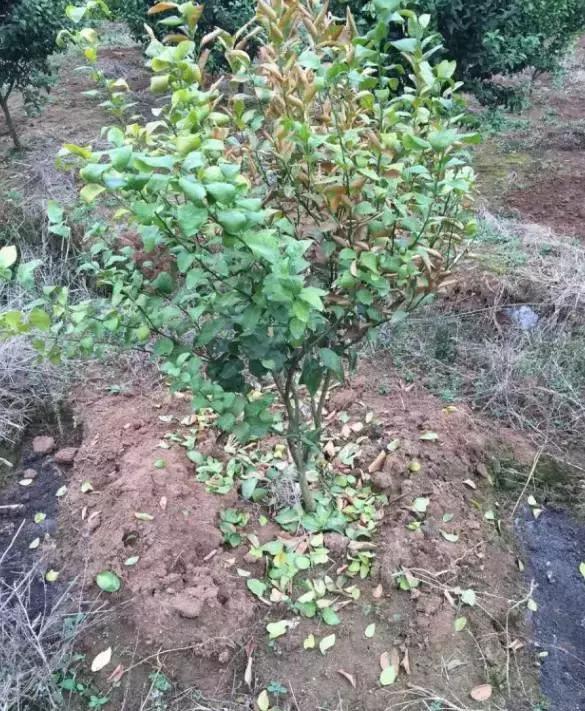 柑橘发生肥害的补救措施,柑橘肥害的症状及解救方法