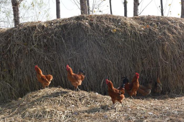 寿县散养溜达鸡出售,溜达鸡团购淮南